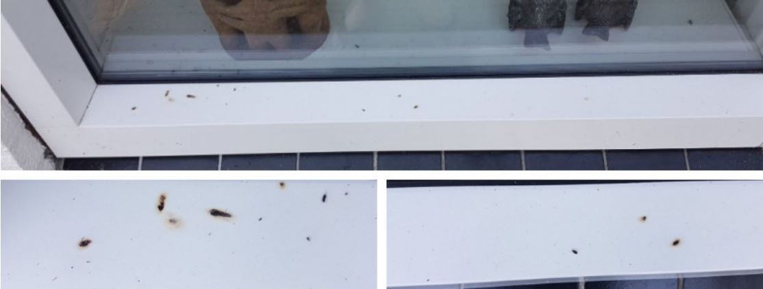 Kozijnschade door vreugdevuur Scheveningen